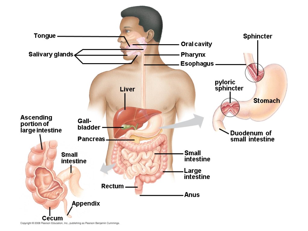 Cecum Anus Ascending portion of large intestine Gall- bladder Small intestine Large intestine Small